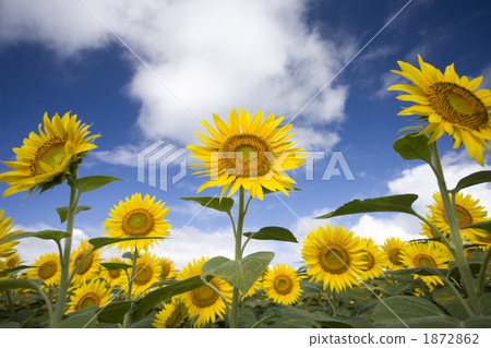 Sunflower field of Yamanashi Akeno Town Sunflower field of Yamanashi Akeno Town 1872862