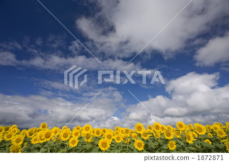 Sunflower field of Yamanashi Akeno Town 1872871