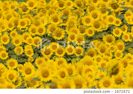 Sunflower field Sunflower field 1872872