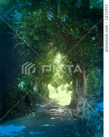 A path through sunlight through the trees A path through sunlight through the trees 1872953