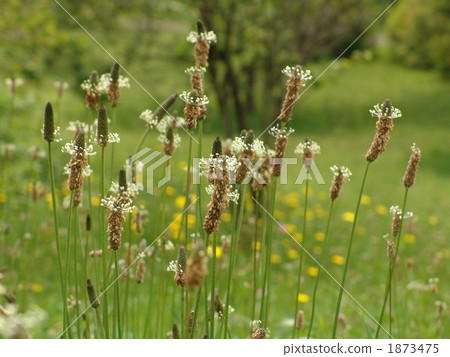 May 0 Hella psyllium / Family Plant 01 1873475