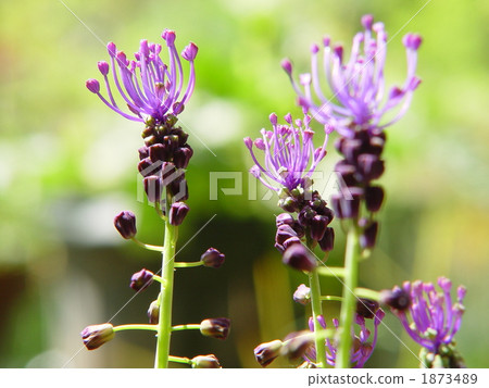 May 0 Musukari Som · Yuri Department 01 1873489