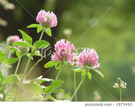 05 Murasakirukuza·豆類06 05 Murasakirukuza·豆類06 1873493