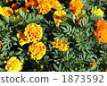 萬壽菊 1873592