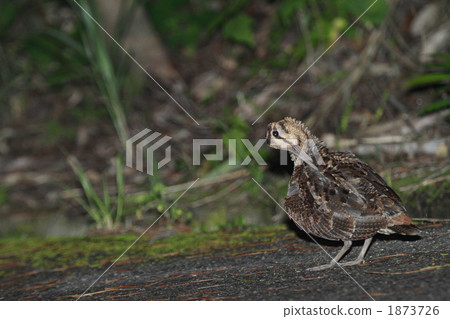 Amami Yoshima from Amami Oshima 1 1873726