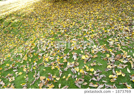 Fallen leaves  1873769