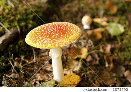 毒蘑菇（Benitoguda dake） 1873790