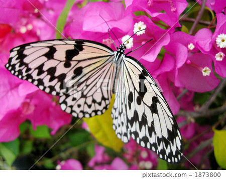 milkweed butterfly, rice paper butterfly, tree nymph butterfly 1873800