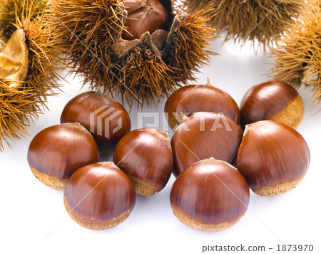 Chestnut  1873970