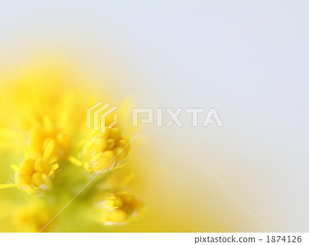 solidago canadensis var. scabra, se goldenrod, canada goldenrod 1874126