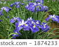 bloom, blossom, blossoms 1874233