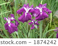 purple, flower garden, flower field 1874242
