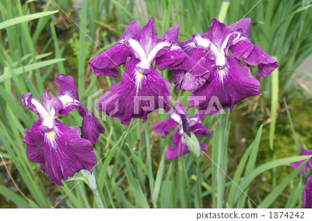 purple, flower garden, flower field 1874242