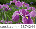 flower garden, flower field, iris 1874244