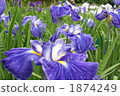 purple, flower garden, flower field 1874249
