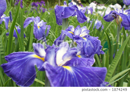 purple, flower garden, flower field 1874249