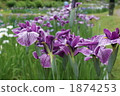 purple, iris, petal 1874253
