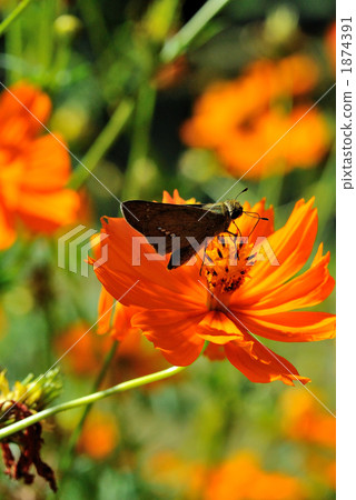 Kibana cosmos and the cetacean butterfly Kibana cosmos and the cetacean butterfly 1874391