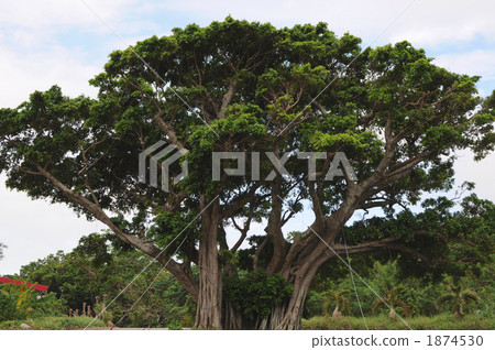 Longevity banyan tree Longevity banyan tree 1874530