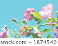 Blue sky and roses 1874540