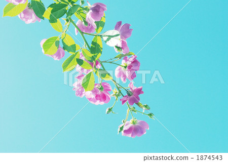 Blue sky and roses Blue sky and roses 1874543