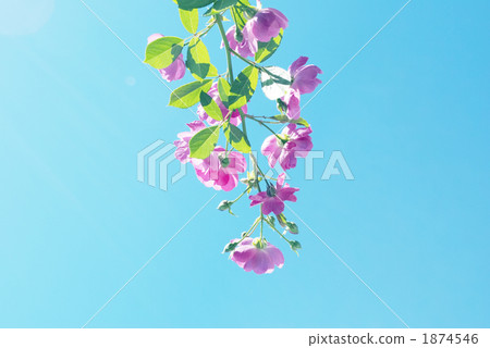 Blue sky and roses 1874546