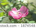 rose	 1874548