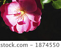 rose	 1874550