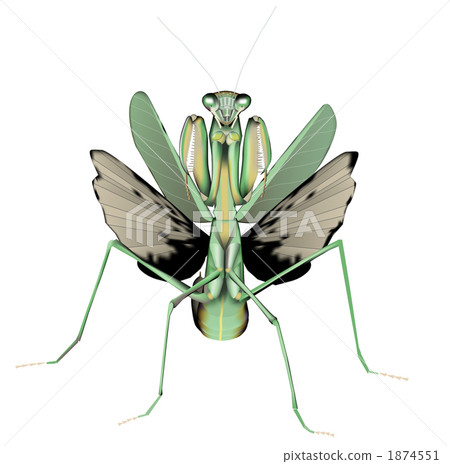 Mantis Mantis 1874551