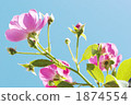 Blue sky and roses 1874554