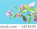 Blue sky and roses 1874595
