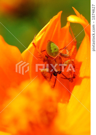 Kivanakosmos和Hanagumo 1874627