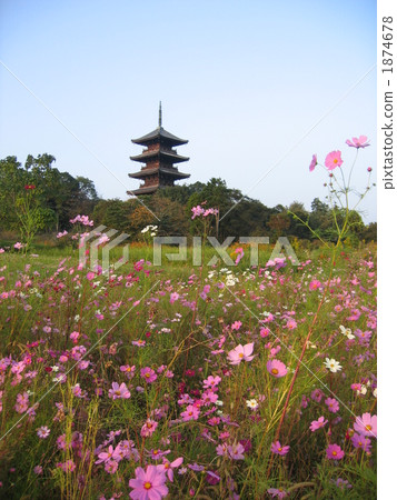 Bikan Kokubunji and Cosmos 1874678