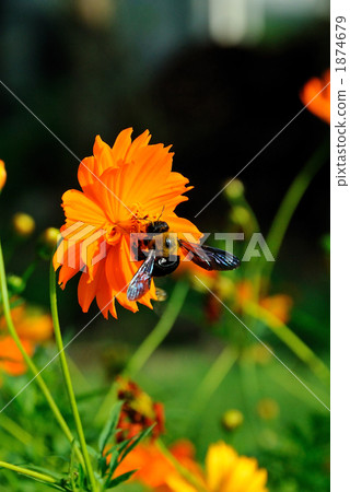 Kivana cosmos and a bear 1874679