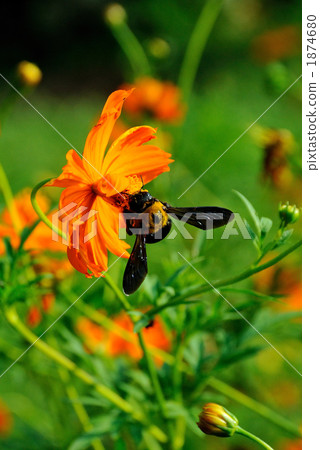 Kivana cosmos and a bear 1874680