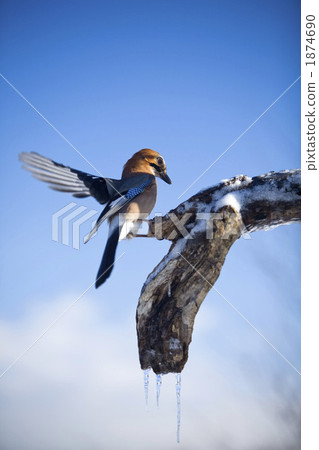 eurasian jay, icicle, wild bird 1874690