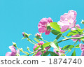 Blue sky and rose 1874740