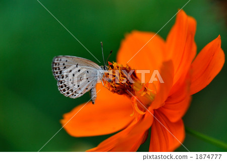 Kibana cosmos and squirrel Kibana cosmos and squirrel 1874777