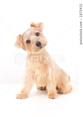 Norfolk Terrier Norfolk Terrier 1875432