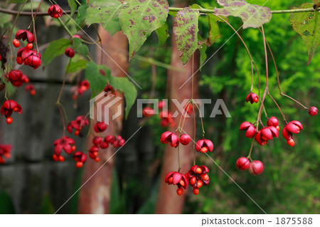 懸浮的花朵 1875588