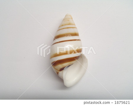 竹筍 竹筍 1875621