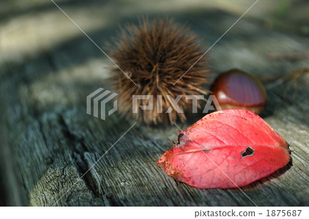 Sunlight leaves and chestnuts and fallen leaves 1875687