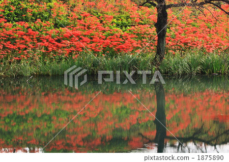 A cluster amaryllis of the Tsuya River embankment A cluster amaryllis of the Tsuya River embankment 1875890