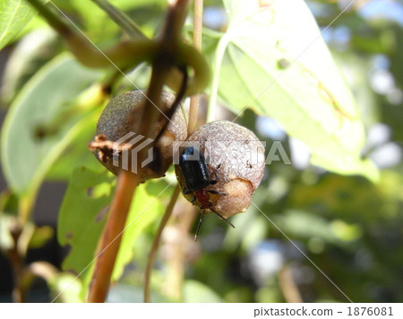 Wild bird and yam paste 1876081