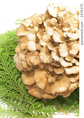 舞茸蘑菇 1876375