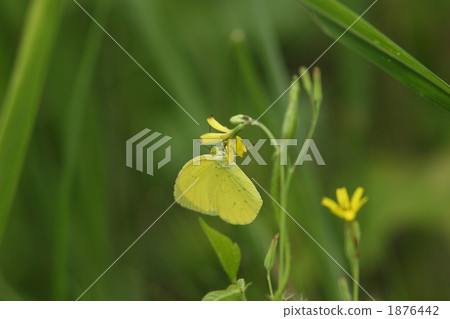 Birds to be absorbed Birds to be absorbed 1876442