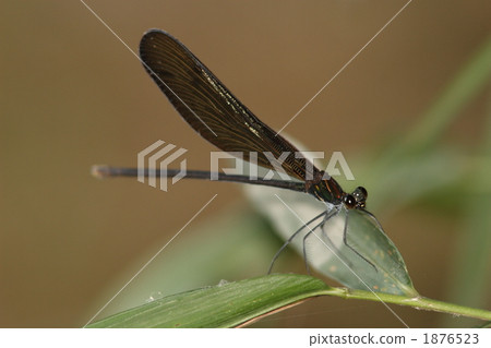 Hagorotorbo Hagorotorbo 1876523