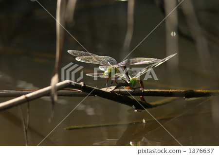 金山楂的產卵 1876637