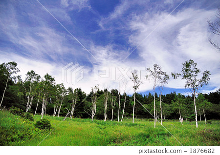 Musashino Orikaso Mire Musashino Orikaso Mire 1876682