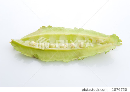 Square beans (Urizun) 1876750